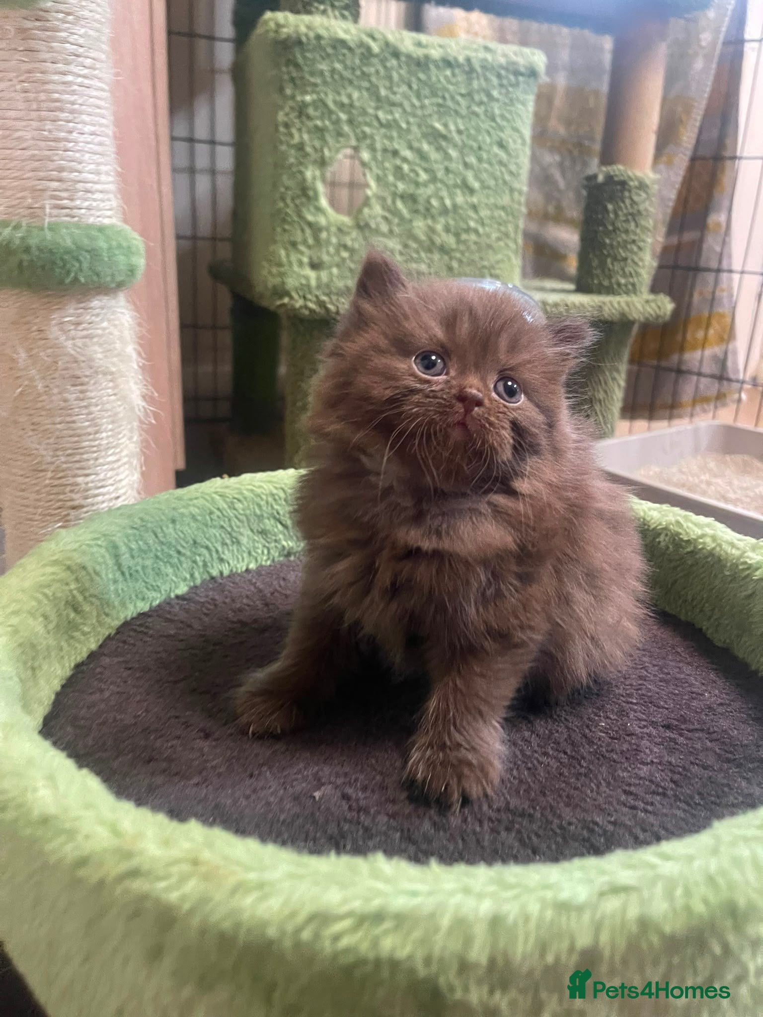 British Shorthair cats Chocolate and lilac BSH and longhaired kittens - Advert 2