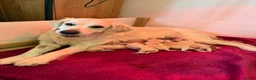 Golden Retriever dogs for sale: Golden retriever puppies🩷🩵 in Aberdare - Advert 2