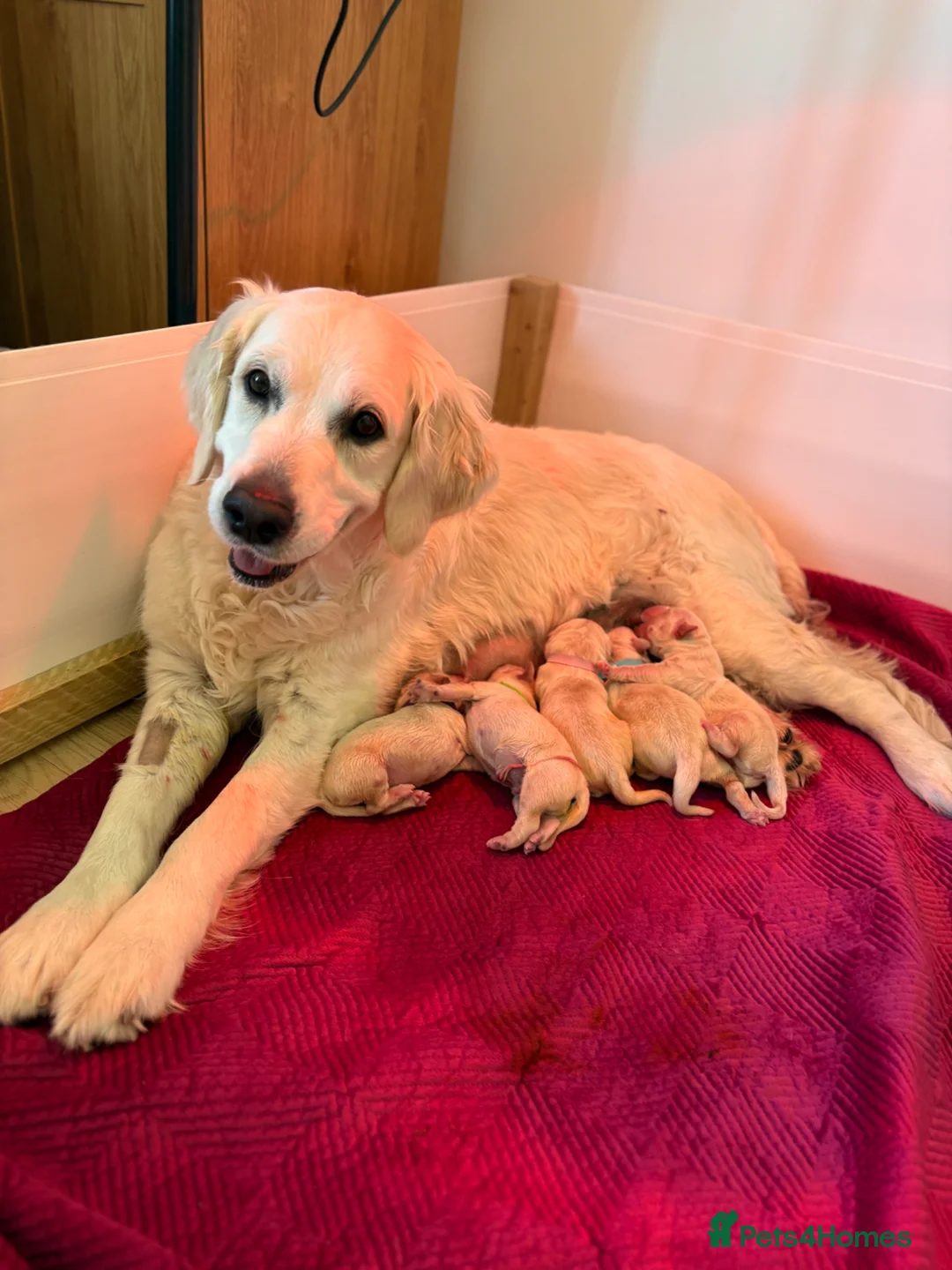 Golden Retriever dogs for sale: Golden retriever puppies🩷🩵 in Aberdare - Advert 2