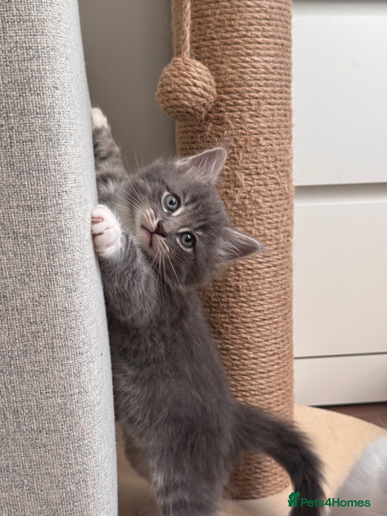 Siberian cats for sale: 🐾 Adorable Siberian Kittens  - Advert 8