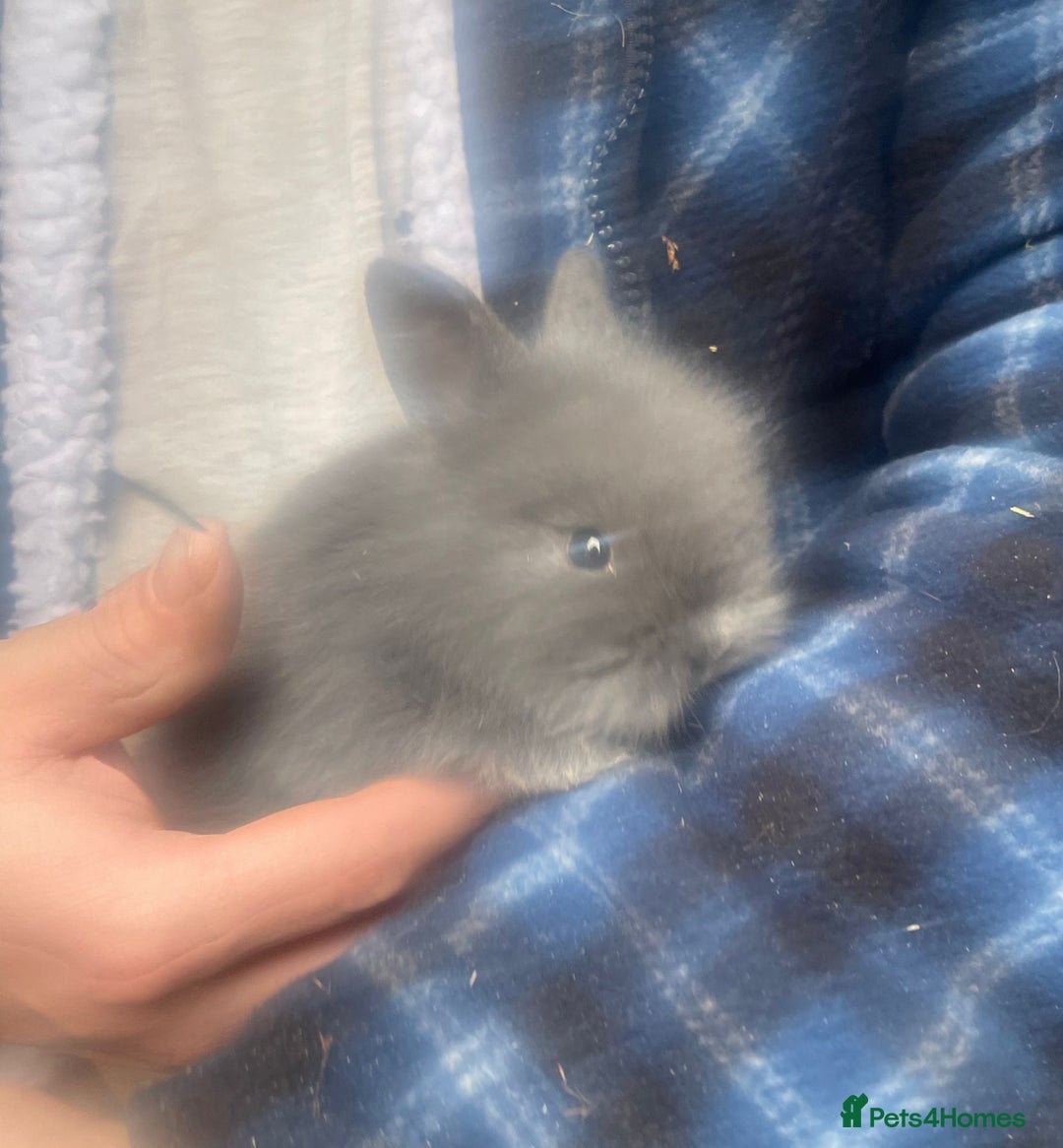 Lionhead rabbits for sale: Baby Lionhead bunnies  - Advert 6