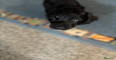 Cockapoo dogs - Advert 1