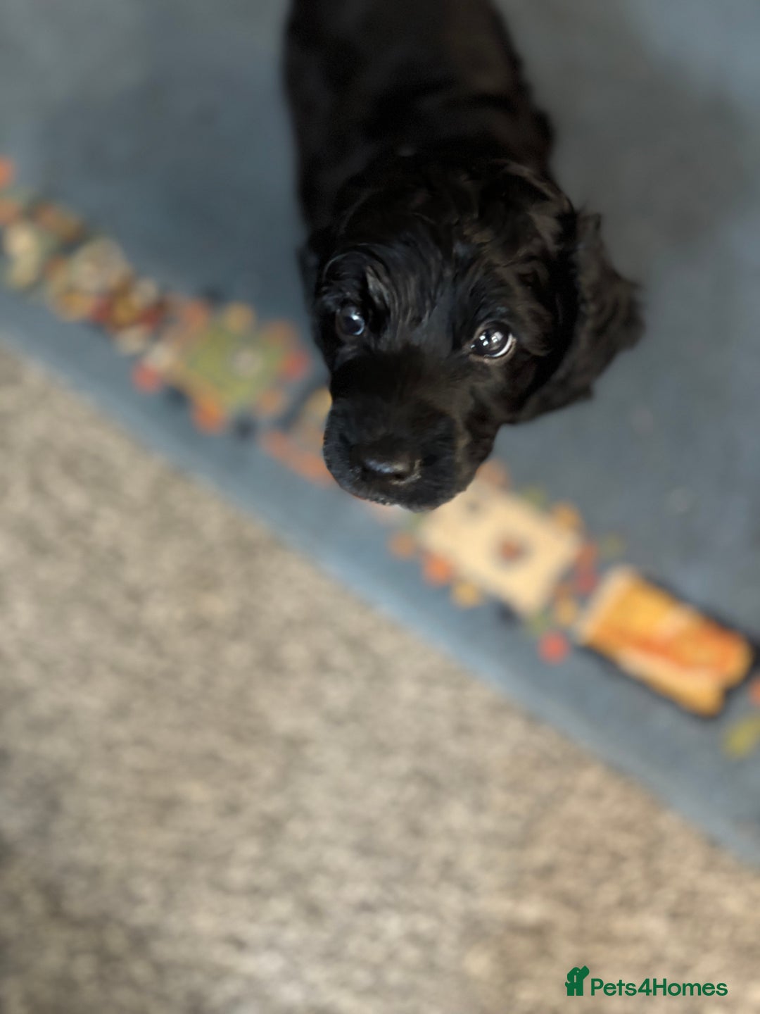 Cockapoo dogs for sale: Last Two Cockapoo Pups  - Image 3