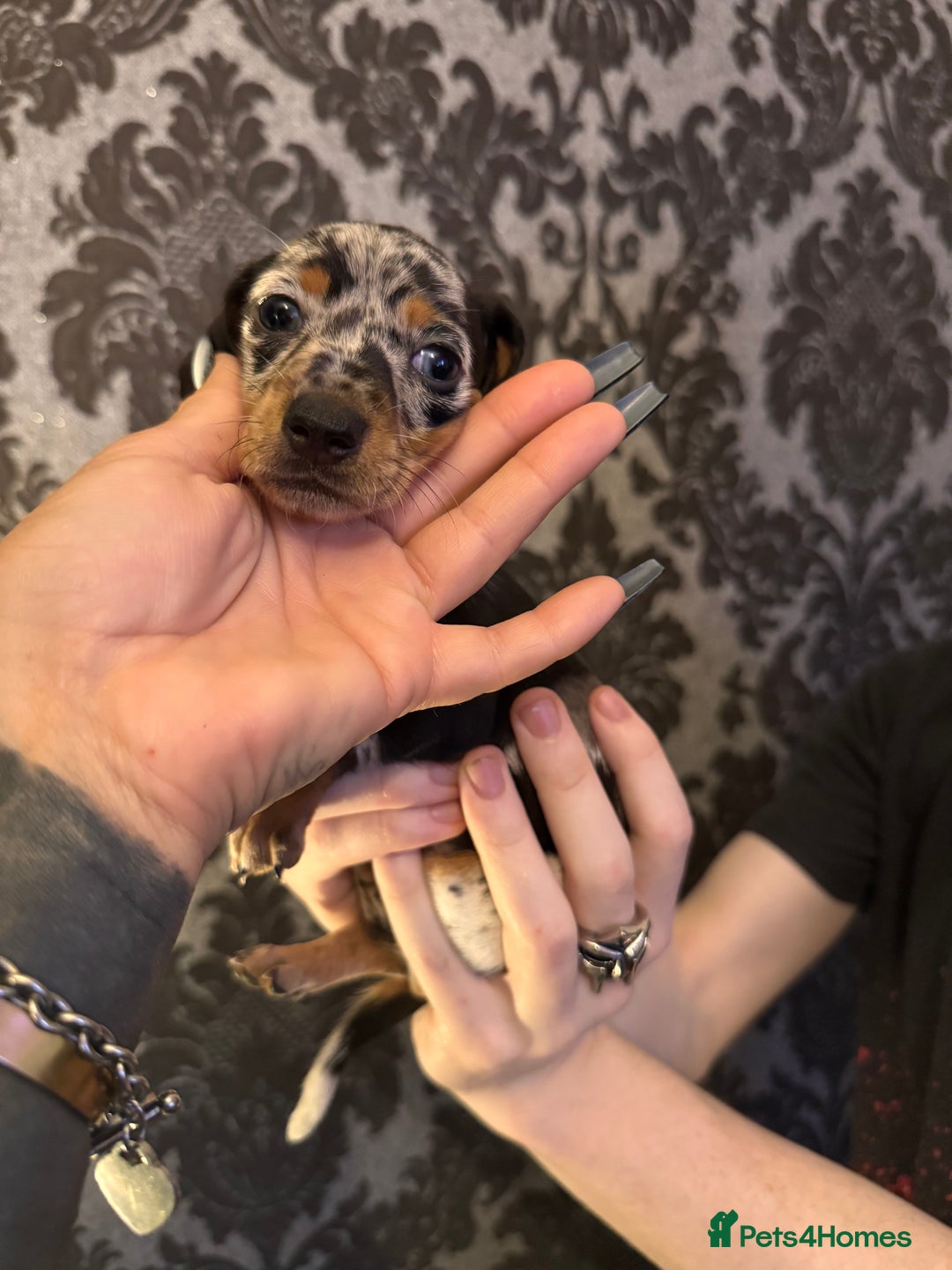 Dachshund dogs for sale: **** Absolutely Stunning Babies **** - Advert 13