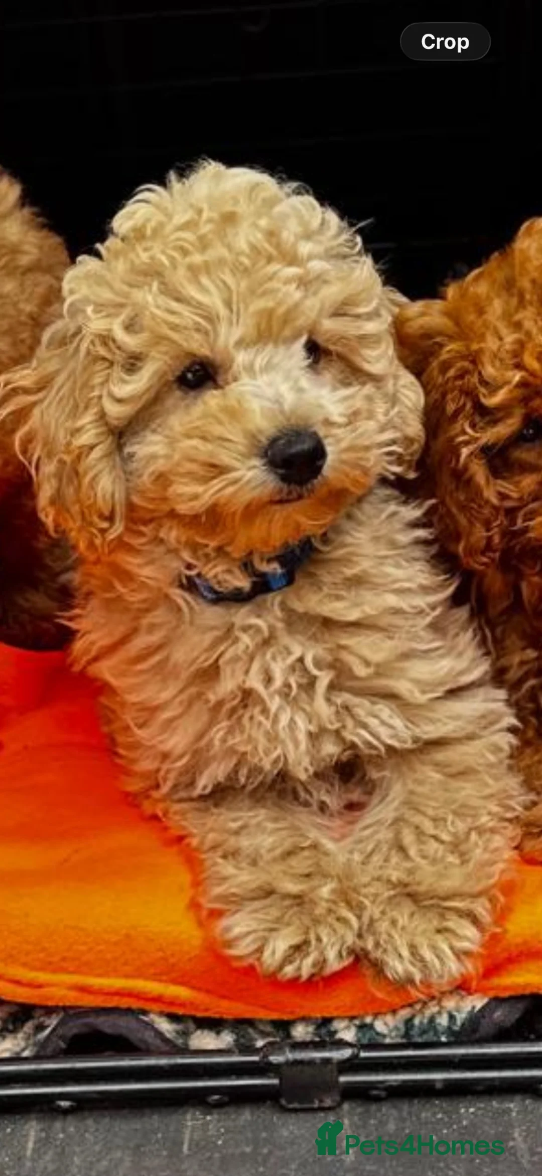 Miniature Poodle dogs for sale: ONE GORGEOUS LOVING APRICOT MINIATURE POODLE BOY - Advert 1