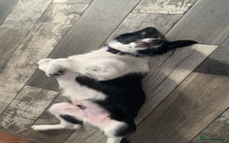 Border Collie dogs for sale: Cooper and Juno - Image 19