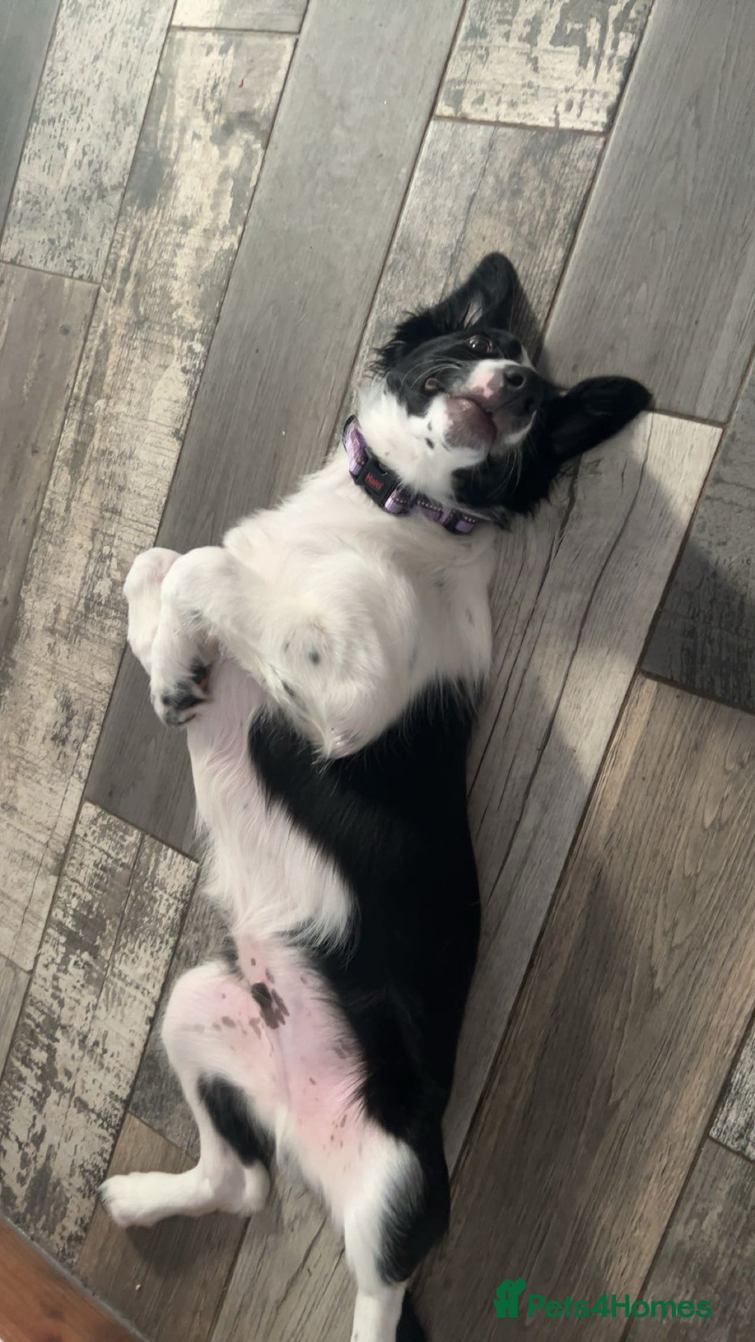 Border Collie dogs for sale: Cooper and Juno - Image 19