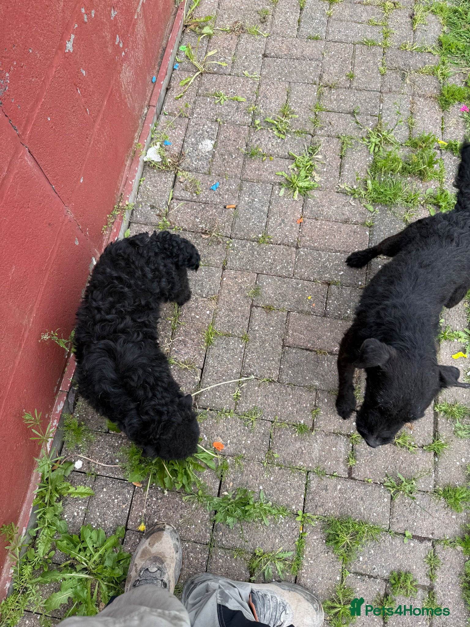 Patterdale Terrier dogs for sale: Patterdale terriers - Advert 1