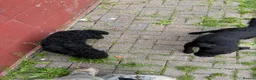 Patterdale Terrier dogs for sale: Patterdale terriers - Advert 1