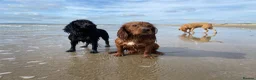 Cocker Spaniel dogs for stud: Dark red KC registered working cocker stud.  - Advert 7