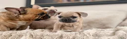 French Bulldog dogs for sale: 🩷💙Fully vaccinated KC registered pups 🐾 - Advert 8