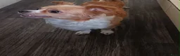 Chihuahua dogs for sale: Chihuahua puppies in Barnsley - Advert 1
