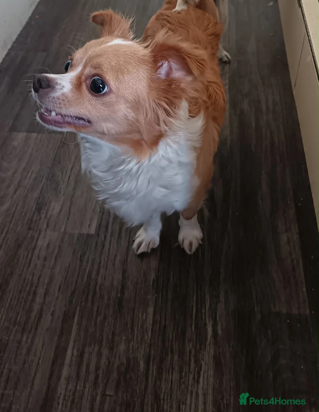 Chihuahua dogs for sale: Chihuahua puppies in Barnsley - Advert 1