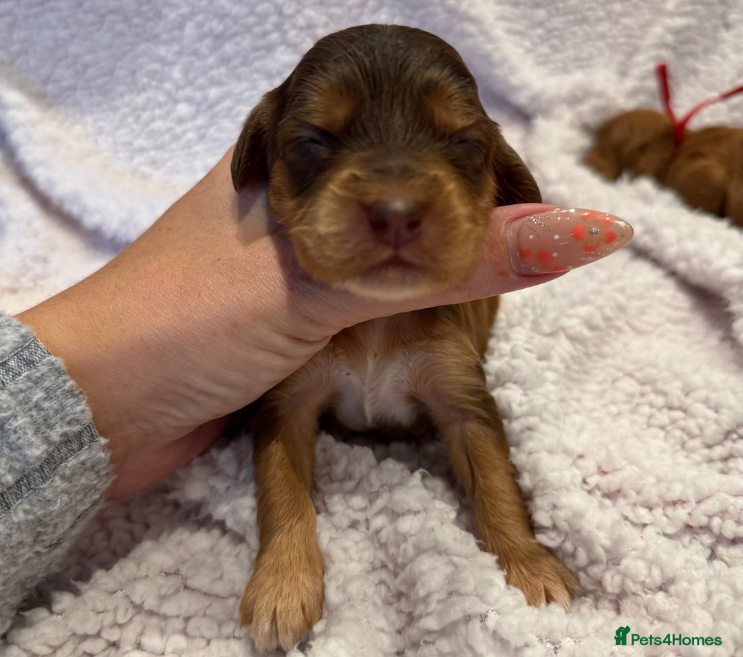 Cockapoo dogs for sale: F1 health clear stunning cockapoos - Image 13
