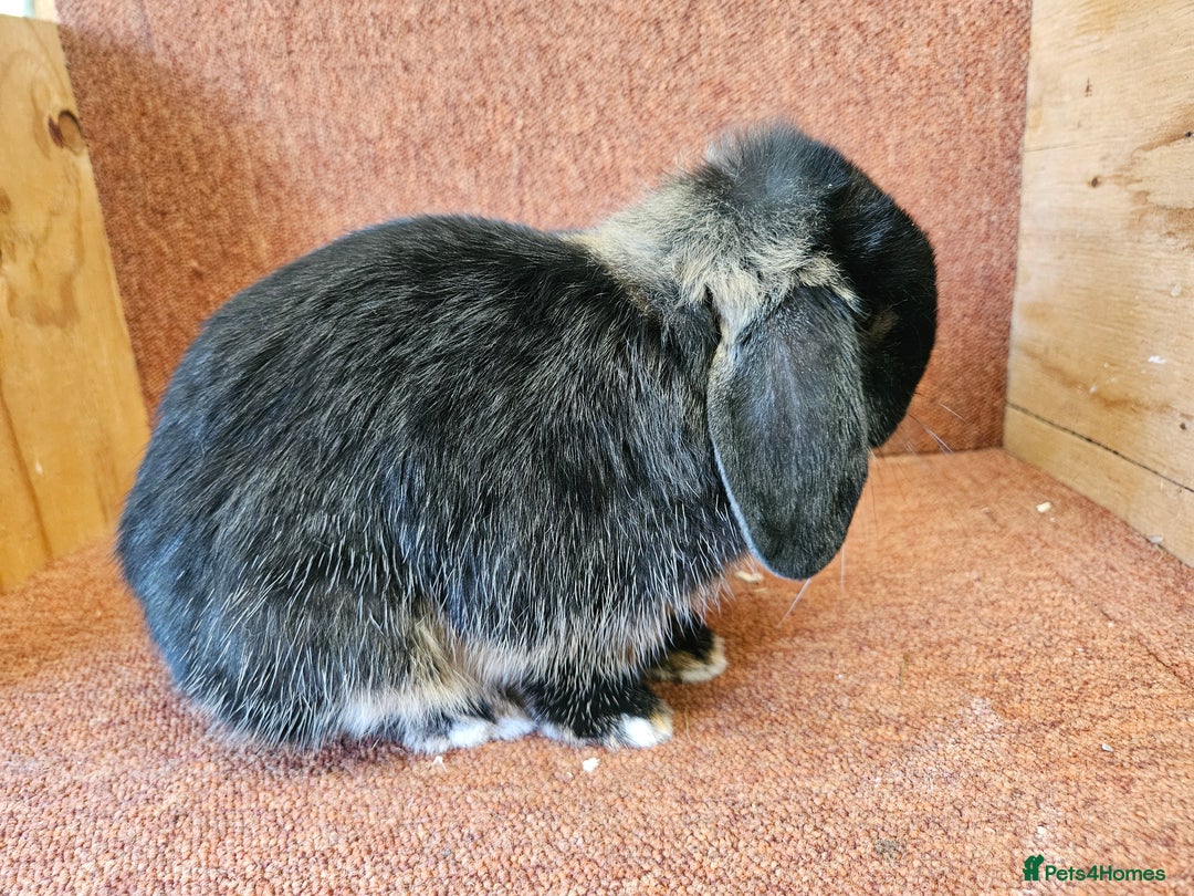Mini Lop rabbits for sale: Pure mini lop small buck . Vaccinated  - Image 4