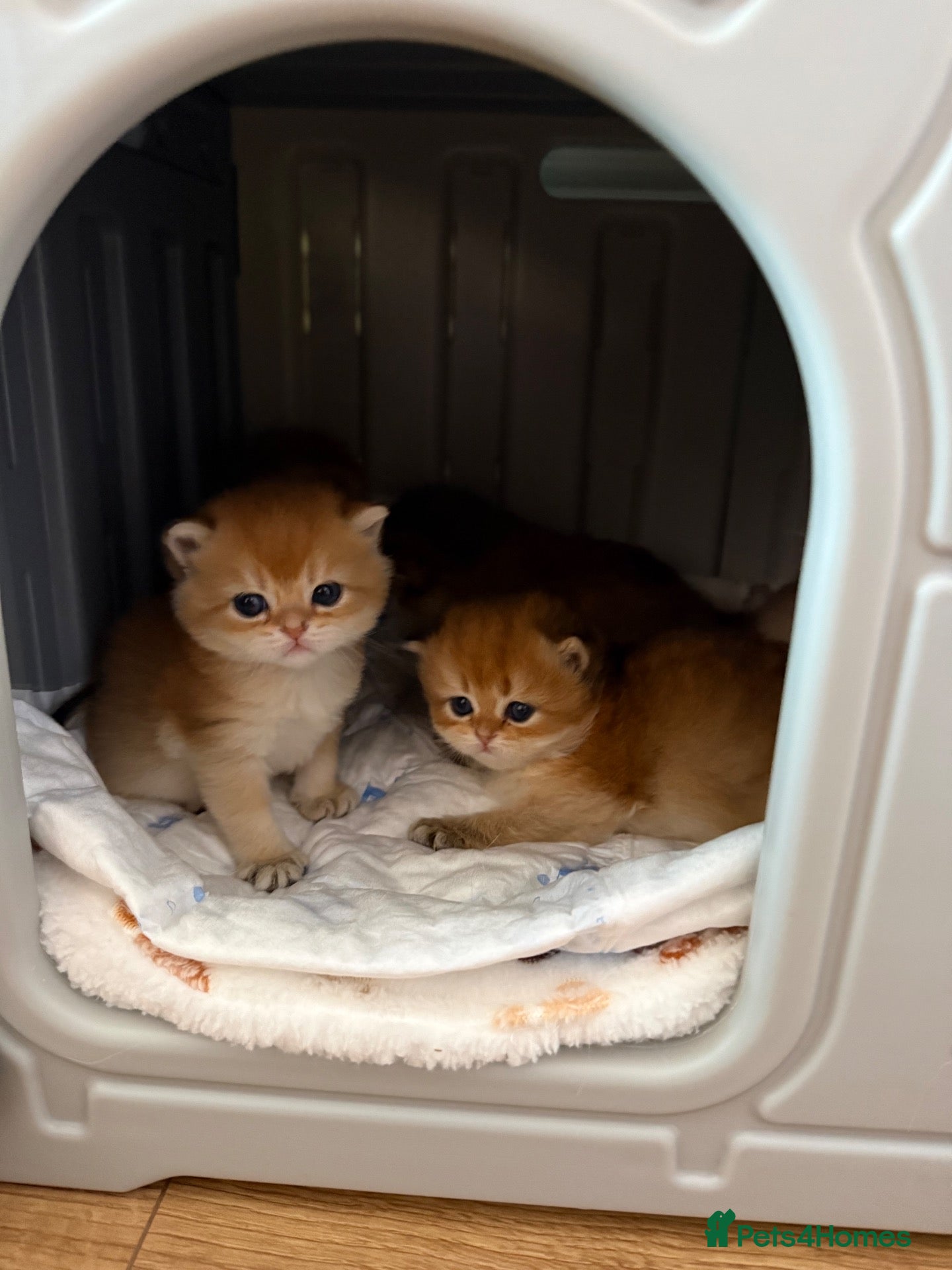 British Shorthair cats 🌟PREMIUM GOLDEN BRITISH SHORT/LONGHAIRS 🌟 - Advert 1