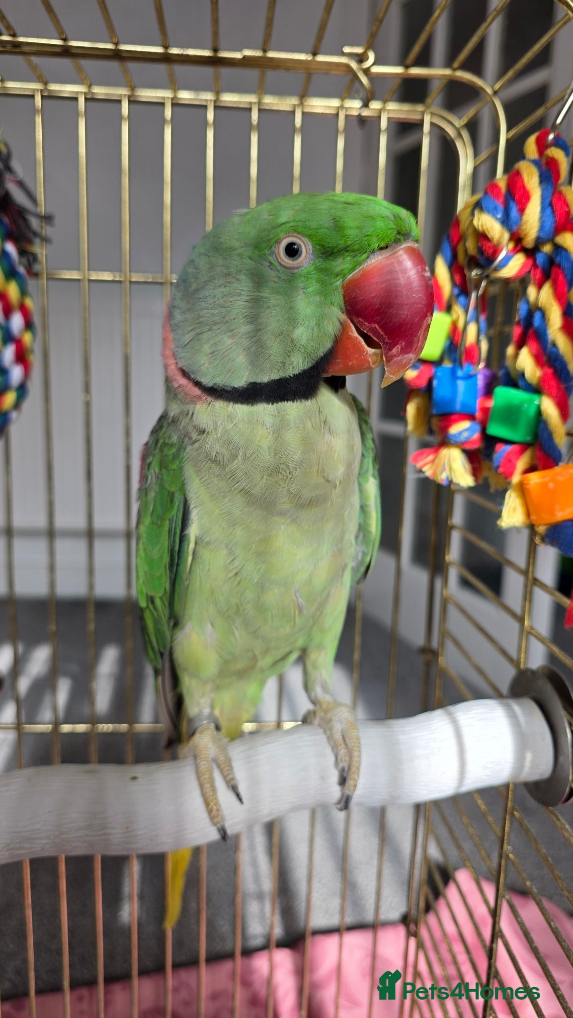 Ringnecks birds Alexandrine parrot - Advert 6