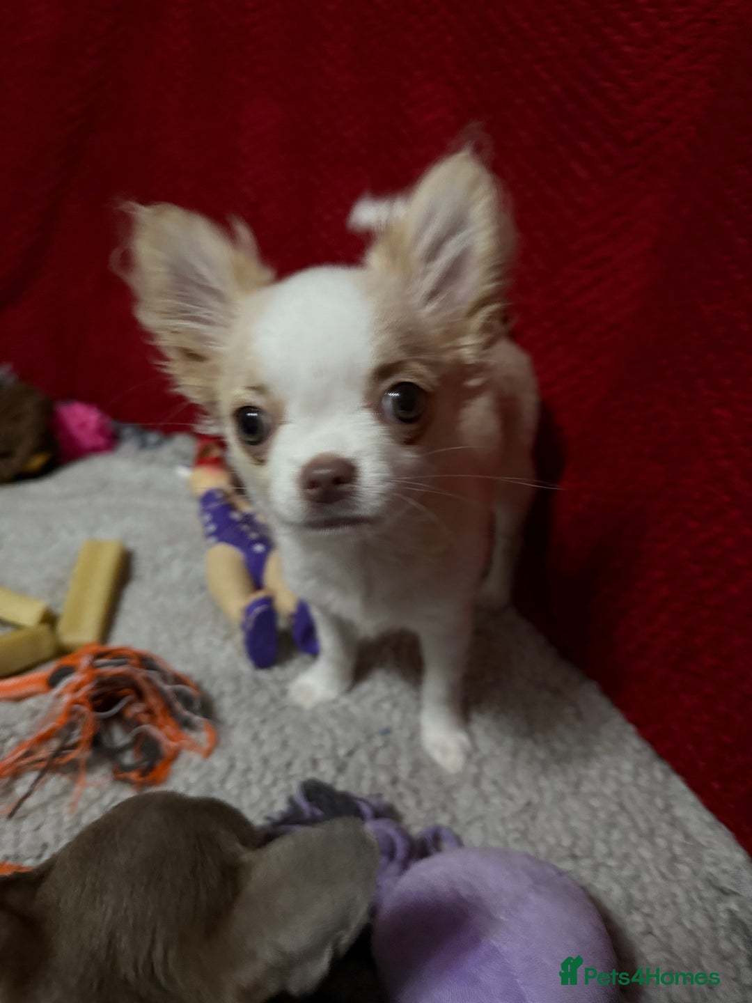 Chihuahua dogs for sale: Exquisite KC Apple Chihuahua Pup  - Image 8