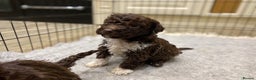 Lagotto Romagnolo dogs for sale: Lagotto Romagnolo puppies  - Advert 2