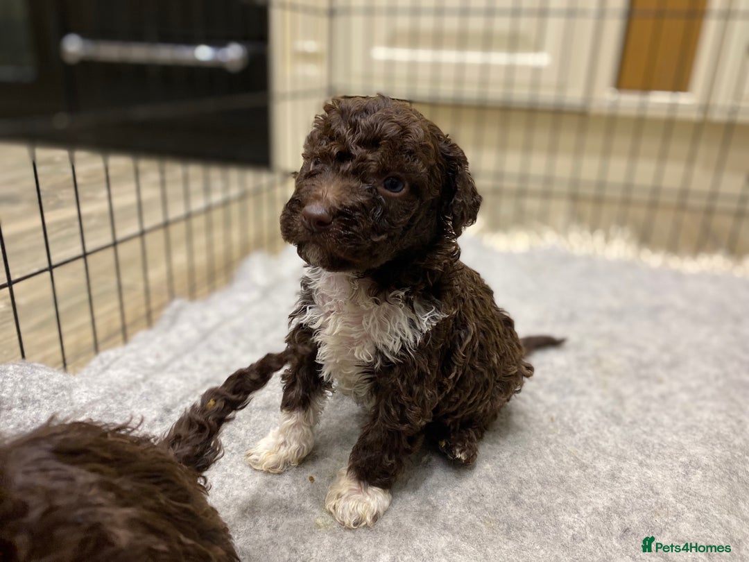 Lagotto Romagnolo dogs for sale: Lagotto Romagnolo puppies  - Advert 2