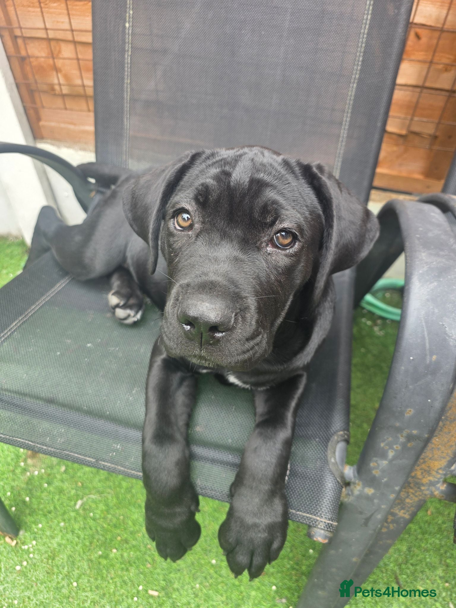 Cane Corso dogs Last Cane Corso puppy - Advert 1