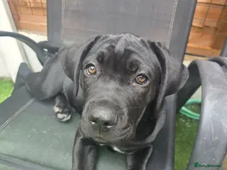 Cane Corso dogs Last Cane Corso puppy - Advert 1