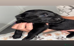 Labrador Retriever dogs for sale: Labrador puppies  - Image 9