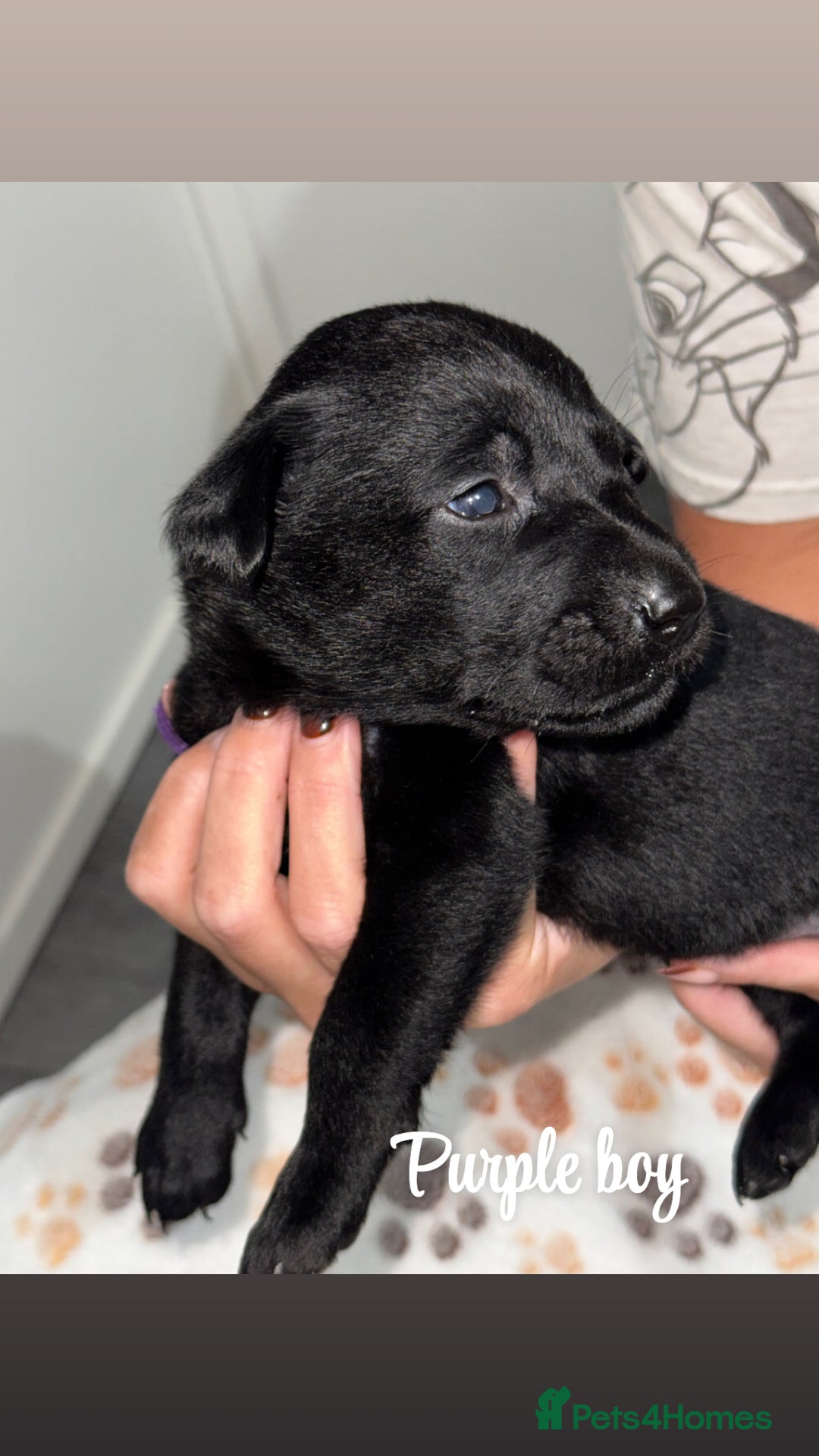 Labrador Retriever dogs for sale: Labrador puppies  - Image 9