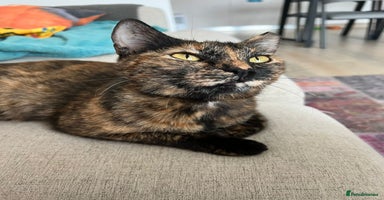 Mixed Breed cats - Advert 5
