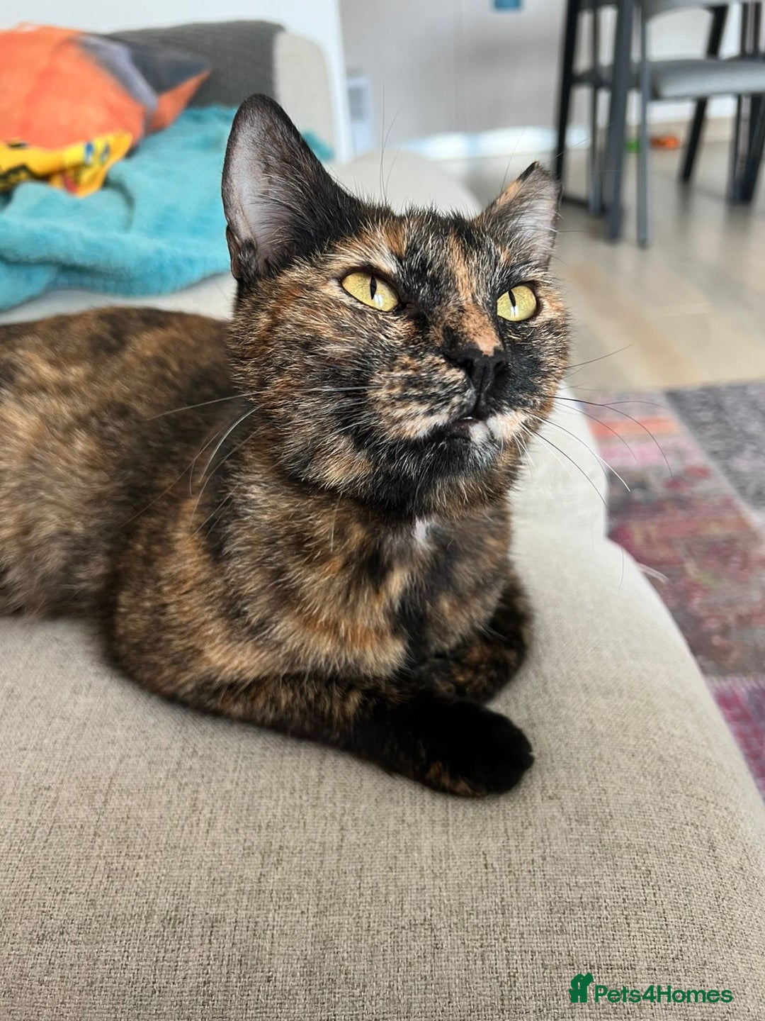 Mixed Breed cats for adoption: ARTI -AFFECTIONATE FUN GIRL SPAYED VACCINATED - Image 2