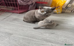 Brazilian Shorthair cats for sale: BRITISH BLUE KITTEN - Image 5