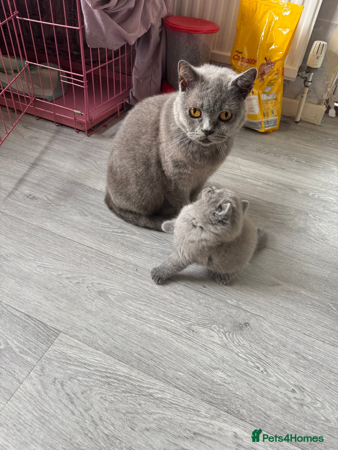 Brazilian Shorthair cats for sale: BRITISH BLUE KITTEN - Image 5