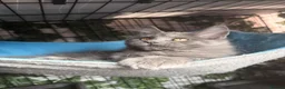 Maine Coon cats for sale: 🔥*💙*STUNNING SOLID BLUE MAINE COON KITTENS*💙*🔥 - Advert 5