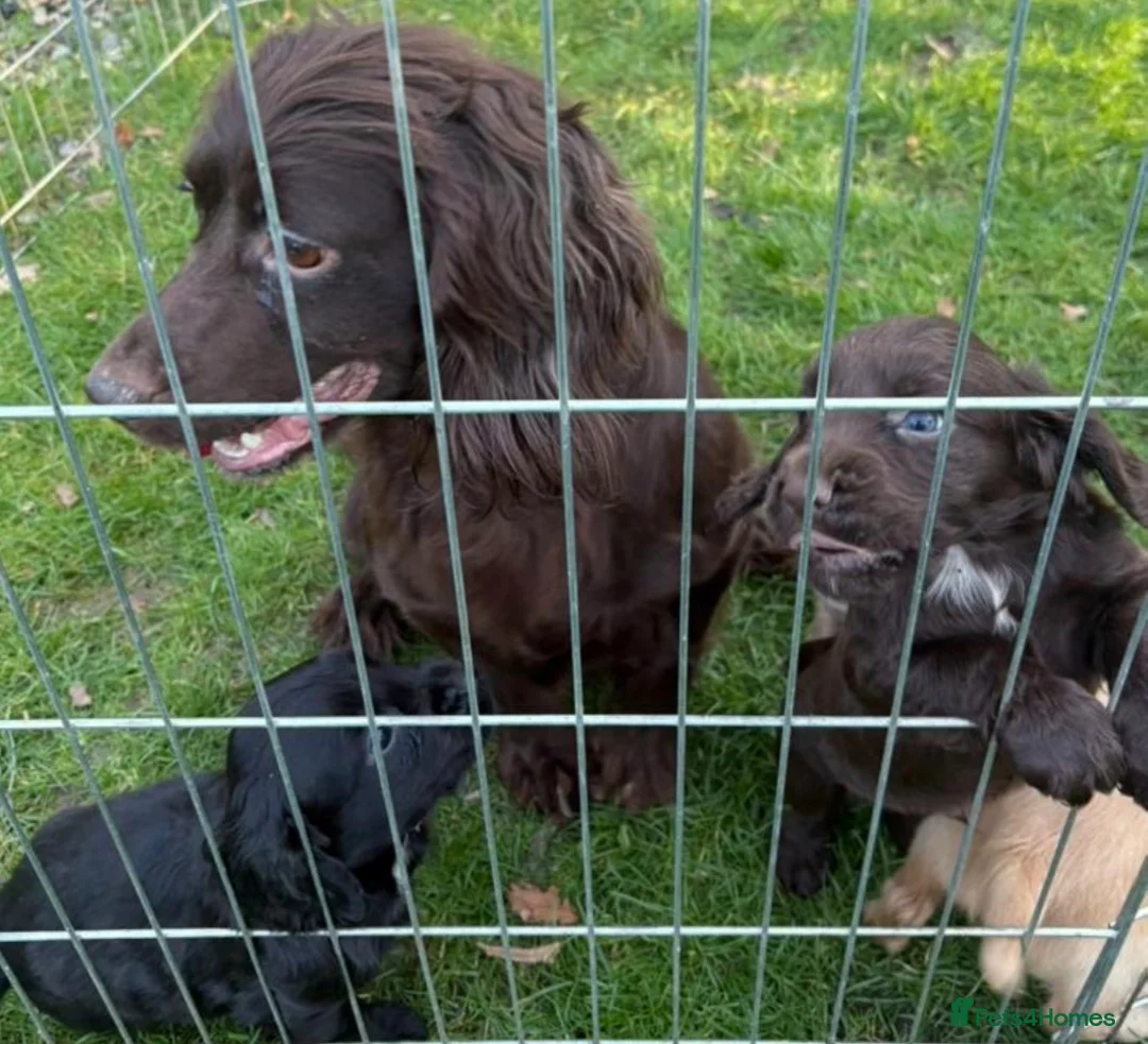 Cocker Spaniel dogs for sale: Stunning cocker spaniel puppies  - Advert 2