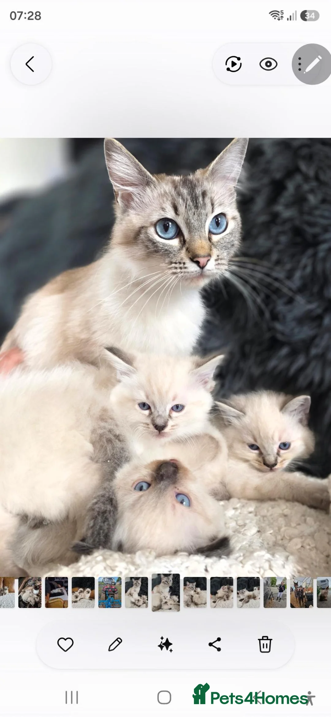 Ragdoll cats for sale: Beautiful Ragdoll Kittens - Advert 18