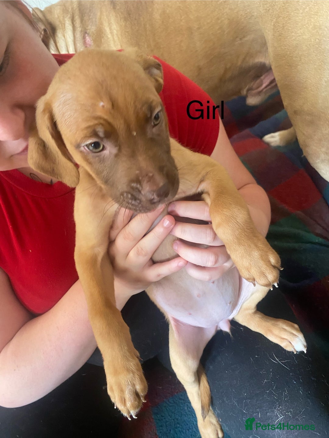 Mixed Breed dogs for sale: Mixed breed  - Image 6