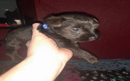 Mixed Breed dogs for sale: Snorkie pups - Image 27