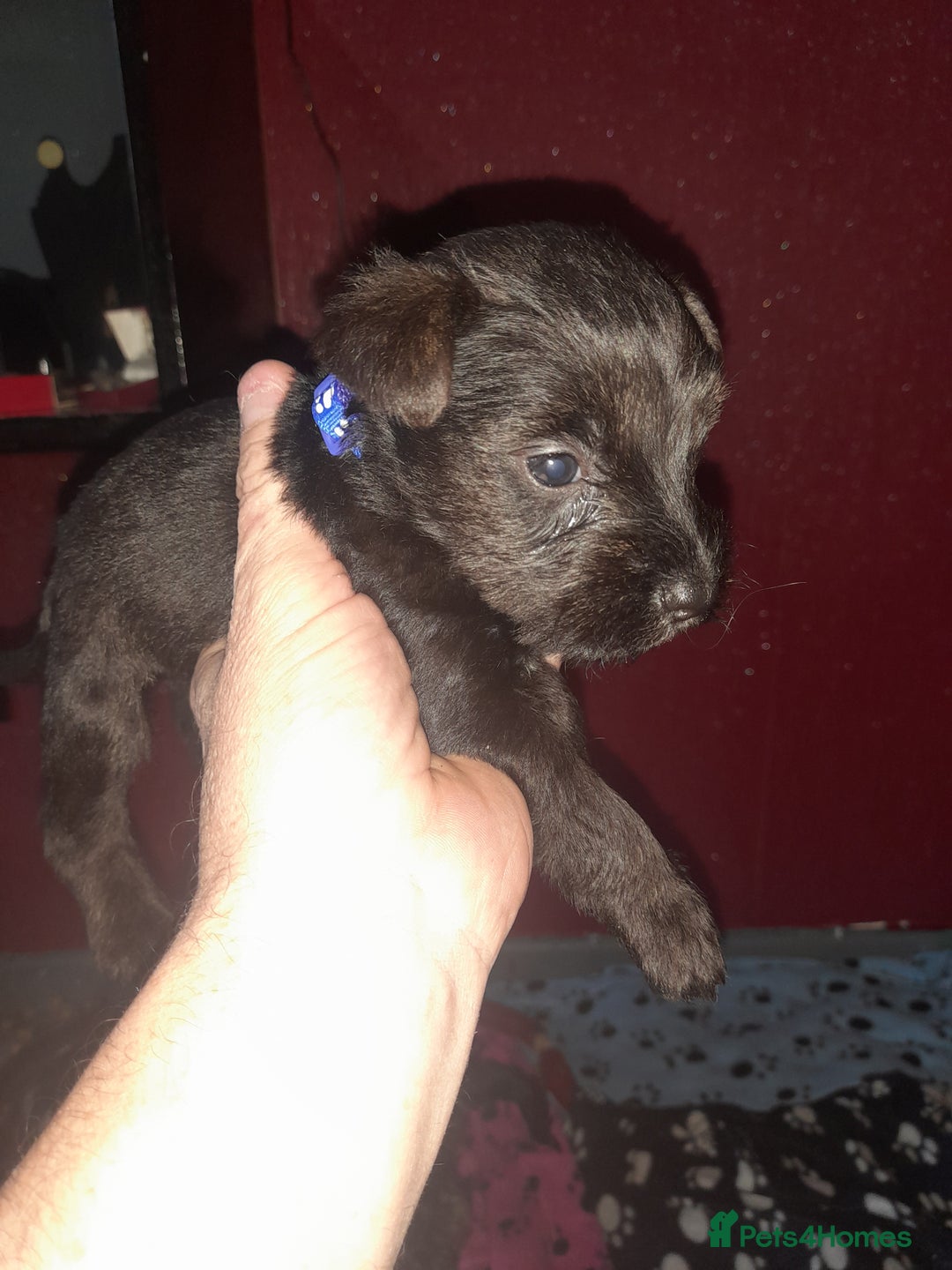 Mixed Breed dogs for sale: Snorkie pups - Image 27