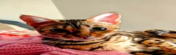 Bengal cats for sale: Trixie  in Rochdale - Advert 7
