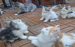Mixed Breed cats for sale: Sweet Maine Coon mix for sale - Image 4
