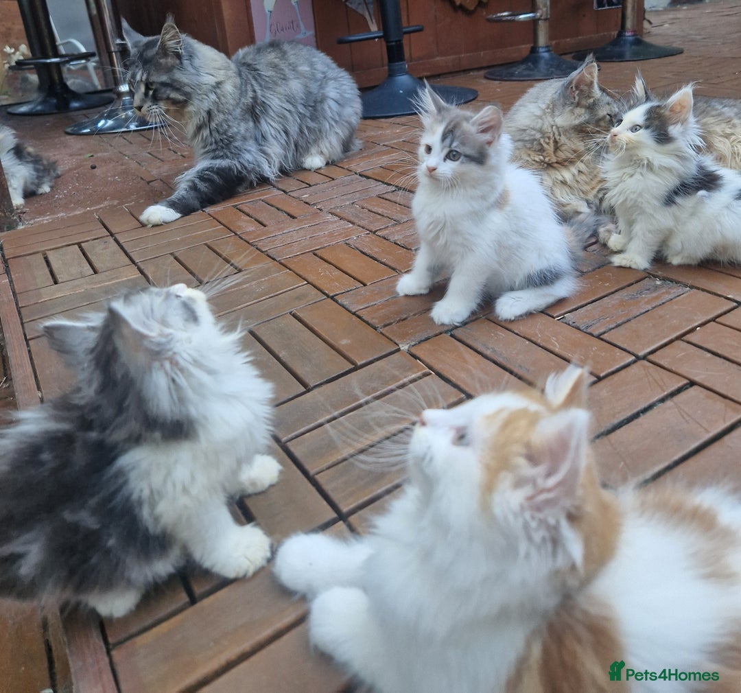 Mixed Breed cats for sale: Sweet Maine Coon mix for sale - Image 4