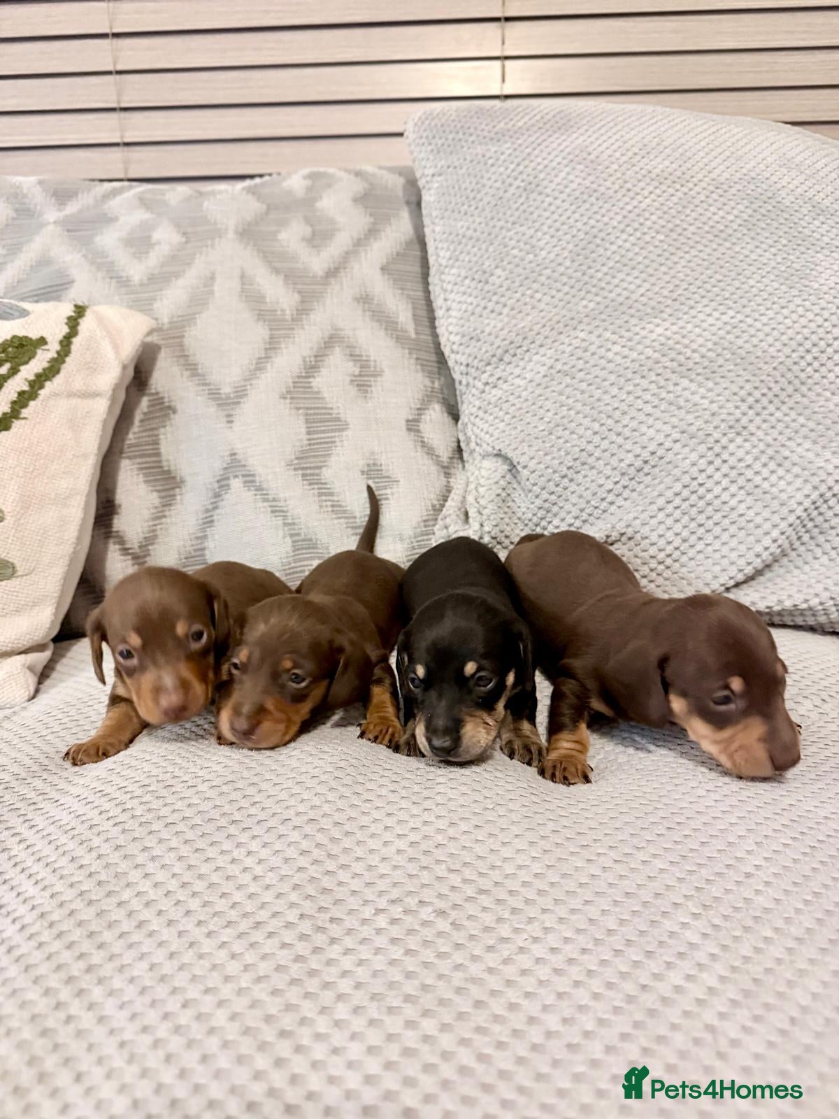Miniature Dachshund dogs KC registered miniature smooth haired dachshunds - Advert 1