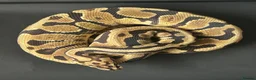 Python Snake reptiles for sale: Royal Python Male Spotnose, Fire, Het Clown - Advert 4
