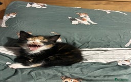 Mixed Breed cats for sale: 2 female Calico/tortoiseshell kittens - Image 6