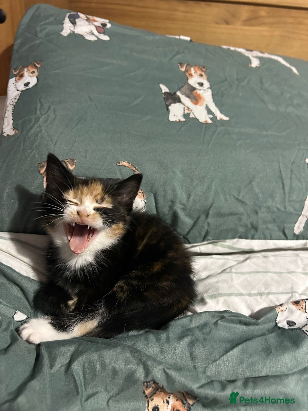 Mixed Breed cats for sale: 2 female Calico/tortoiseshell kittens - Image 6