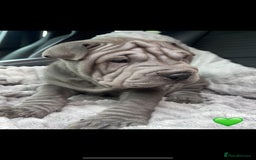 Shar Pei dogs for sale: Shar Pei Puppies  - Image 2