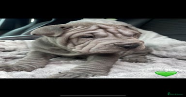 Shar Pei dogs - Advert 6