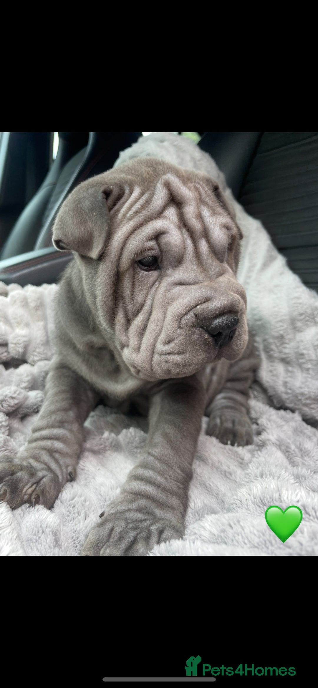 Shar Pei dogs for sale: Shar Pei Puppies  - Image 2