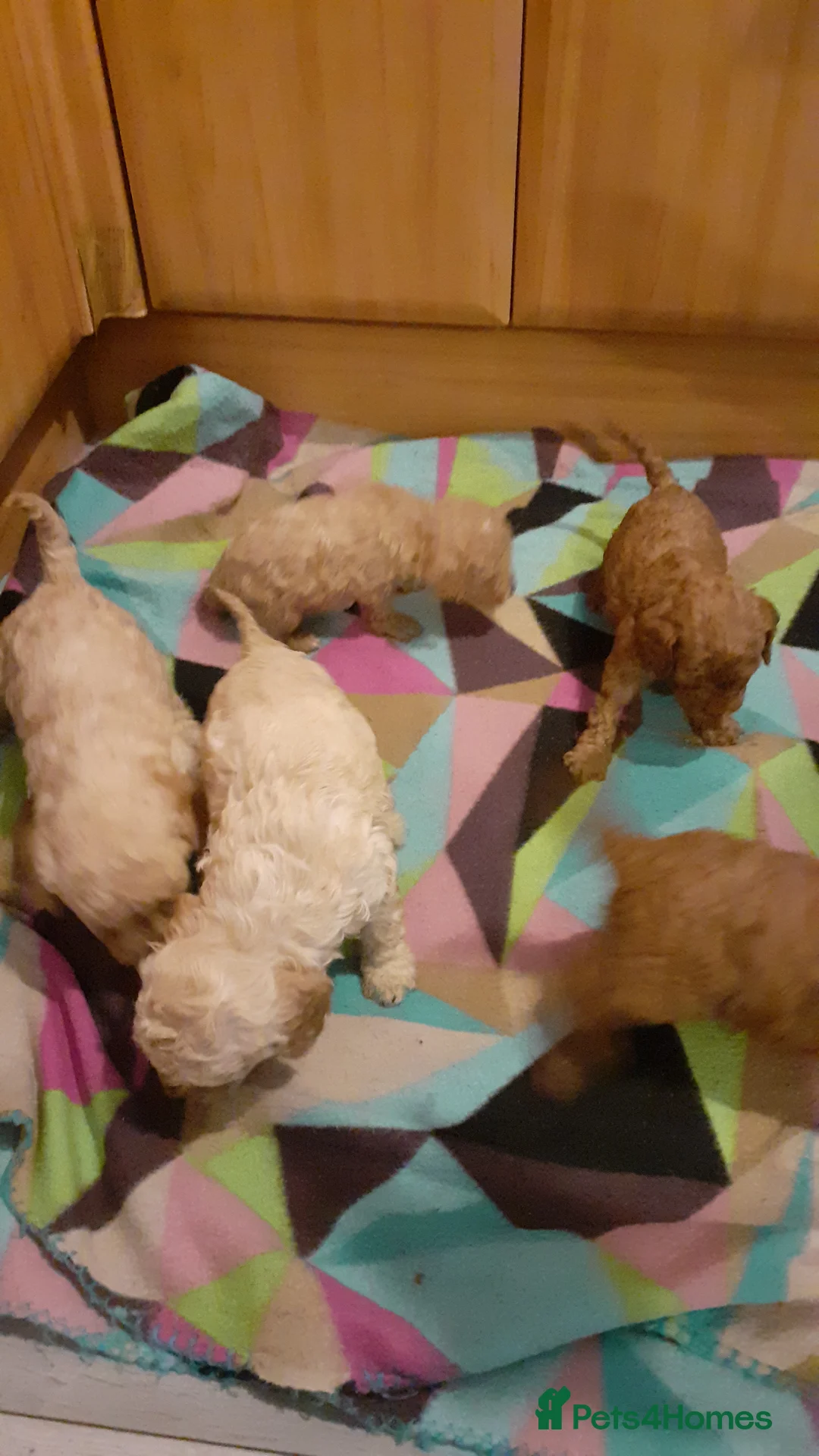 Cavapoo dogs for sale: Cavapoo pups for sale - Advert 19