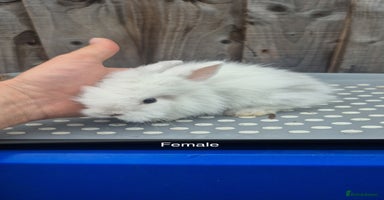 Lionhead rabbits - Advert 3